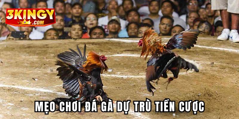 Mẹo chơi đá gà dự trù tiền cược