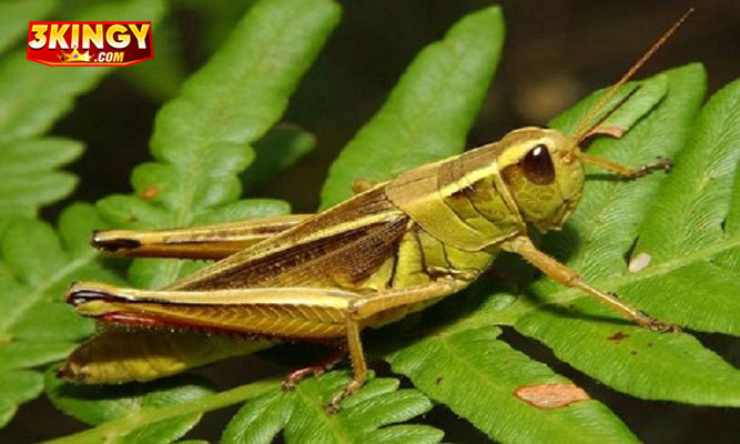 Ngủ mơ thấy châu chấu đánh đề con gì để giành được chiến thắng?